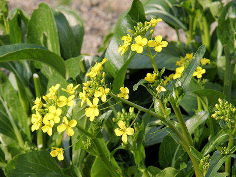 Brassica chinensis cv. Autumn Poem