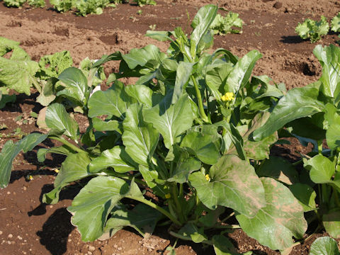 Brassica chinensis cv. Autumn Poem