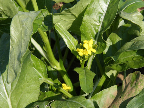 Brassica chinensis cv. Autumn Poem