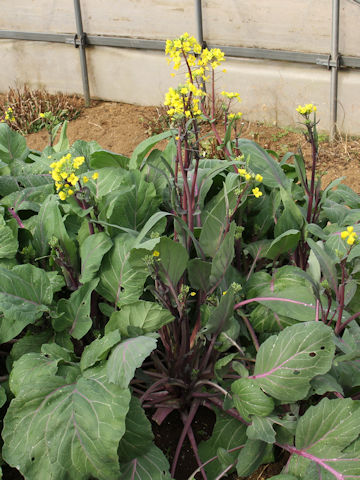 Brassica chinensis f. honsaitai