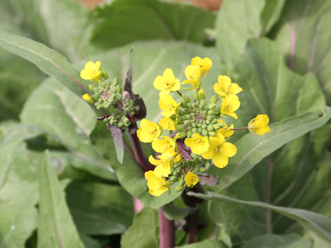 Brassica chinensis f. honsaitai