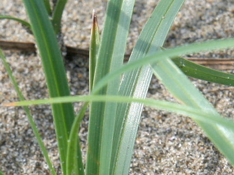 Carex pumila