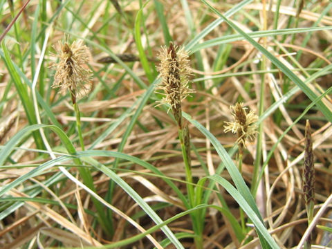 Carex pumila