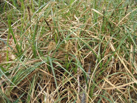 Carex pumila