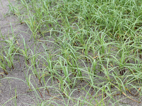 Carex pumila