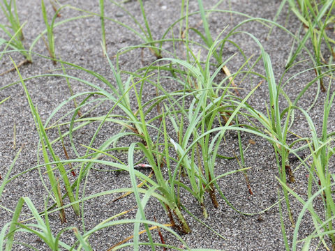 Carex pumila