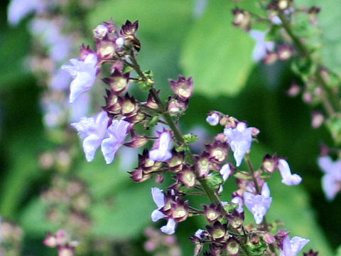 Rabdosia umbrosa var. latifolia