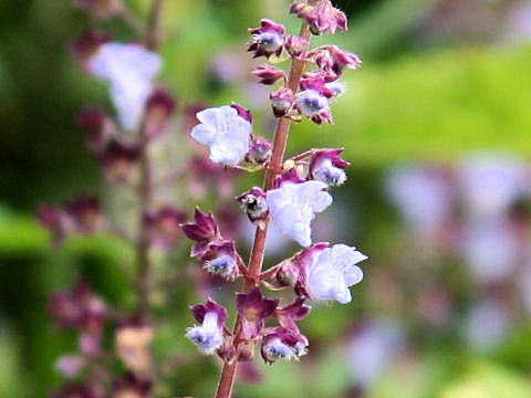 Rabdosia umbrosa var. latifolia