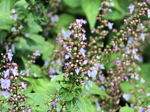 Rabdosia umbrosa var. latifolia