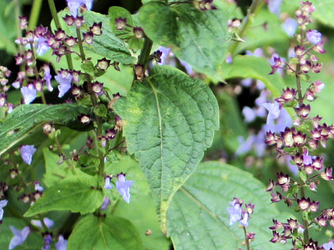 Rabdosia umbrosa var. latifolia