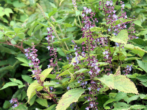 Rabdosia umbrosa var. latifolia