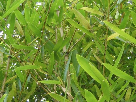 Phyllostachys viridis