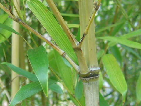 Phyllostachys viridis