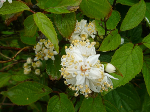 Deutzia crenata var. floribunda