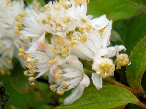 Deutzia crenata var. floribunda