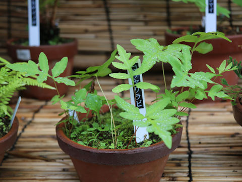 Onoclea sensibilis var. interrupta