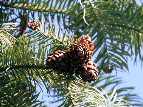 Cunninghamia lanceolata