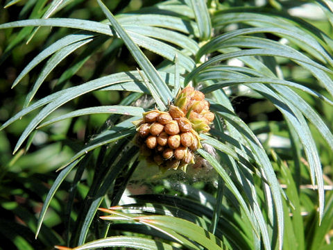 Cunninghamia lanceolata