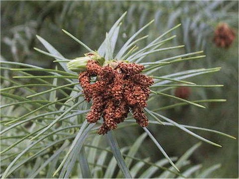 Cunninghamia lanceolata