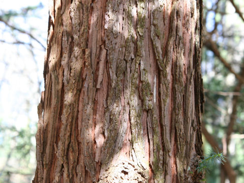 Cunninghamia lanceolata