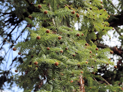 コウヨウザン (Cunninghamia lanceolata)