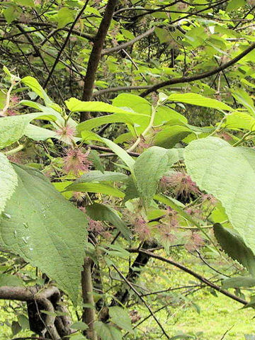 Broussonetia kazinoki x papyrifera