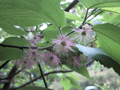 Broussonetia kazinoki x papyrifera