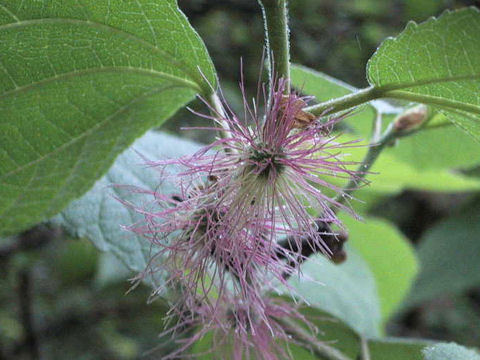 Broussonetia kazinoki x papyrifera