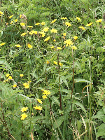 Picris hieracioides var. glabrescens