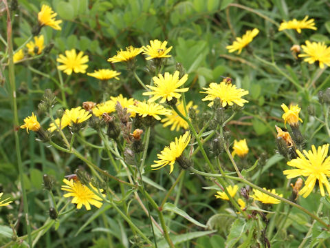 Picris hieracioides var. glabrescens