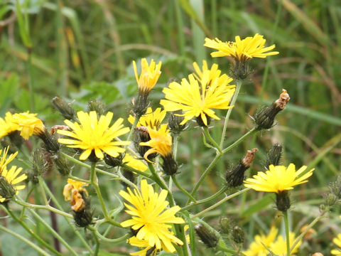 Picris hieracioides var. glabrescens