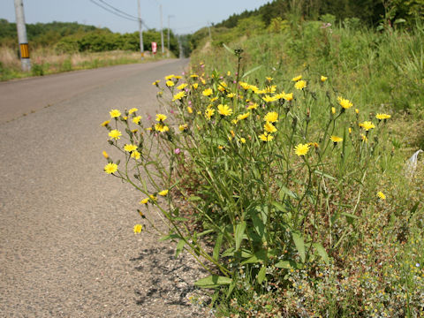 Picris hieracioides var. glabrescens