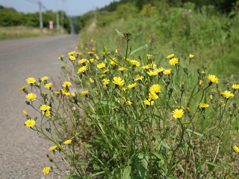 Picris hieracioides var. glabrescens