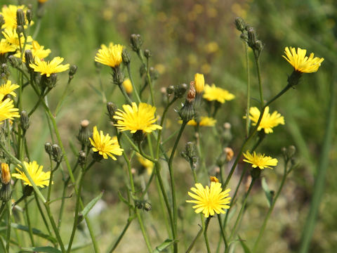 Picris hieracioides var. glabrescens