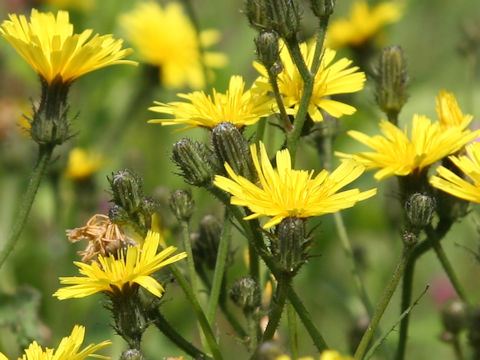 Picris hieracioides var. glabrescens