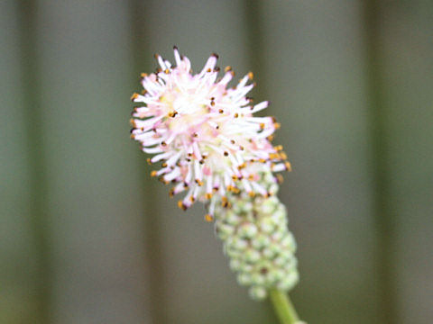 Sanguisorba tenuifolia var. parviflora