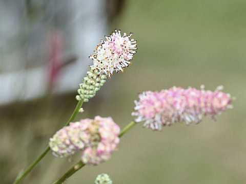 Sanguisorba tenuifolia var. parviflora