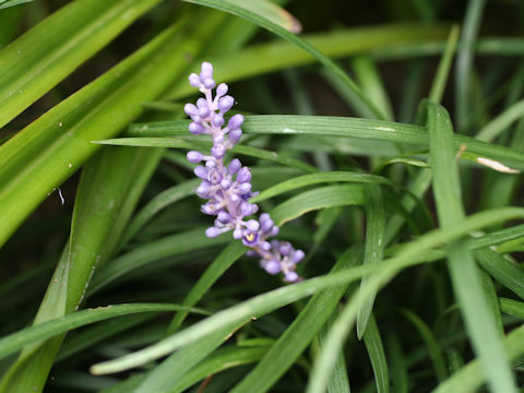 Liriope spicata