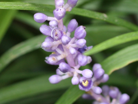 Liriope spicata