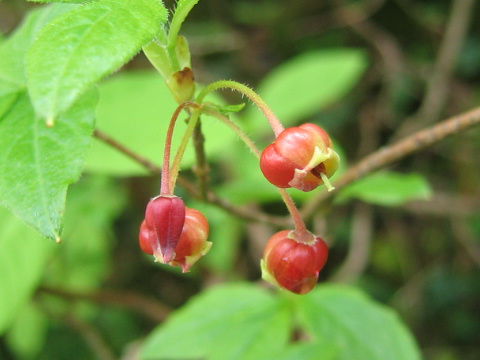 Menziesia pentandra