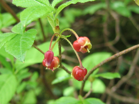 Menziesia pentandra