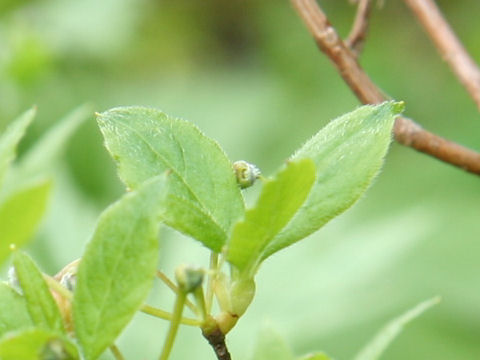 Menziesia pentandra