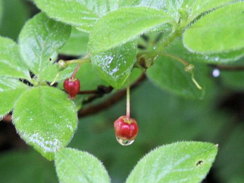 Menziesia pentandra