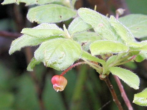 Menziesia pentandra