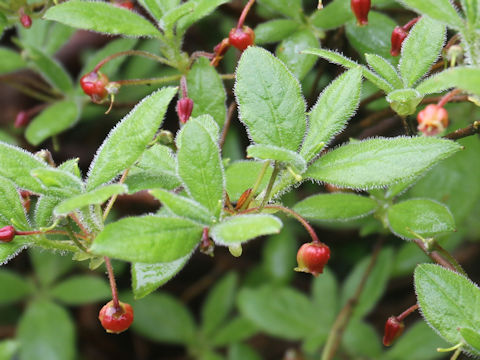 Menziesia pentandra