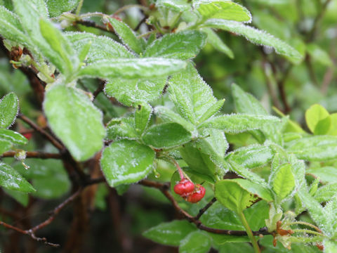 Menziesia pentandra