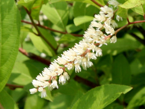 Itea virginica