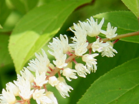 Itea virginica