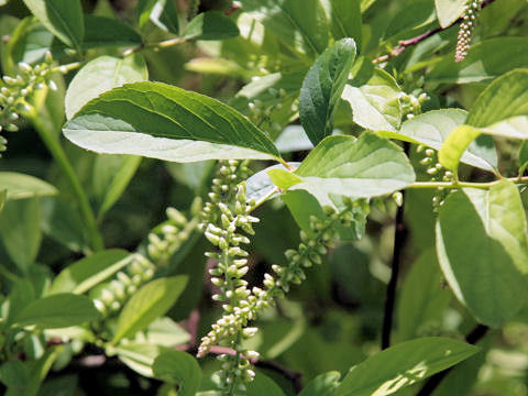 Itea virginica