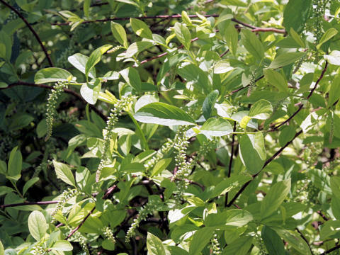 Itea virginica